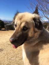 Therapy Dog "Bal" (former stray dog in Turkey)