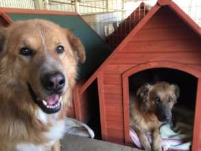 comfortable dog house