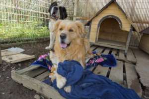 Johann, a former street dog from Turkey