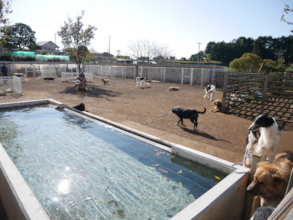 For Summer season, There is a pool for dogs.
