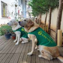 therapy dogs "Poka and Luka"