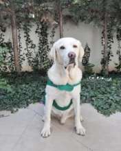 therapy dog "Luka"