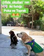 therapy dog "Poka"