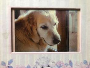 my dog DIDO