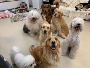 Healing Salon for human&dogs