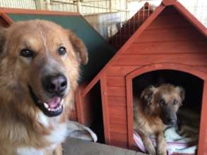 Kangal mix dogs