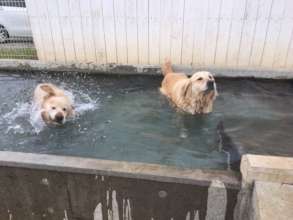 Dogs enjoy swimming