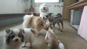 Peace with other male dogs