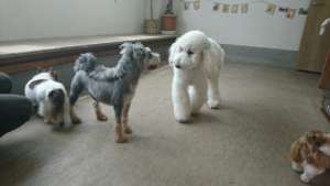 Peace with other male dogs