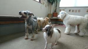 Peace with other male dogs