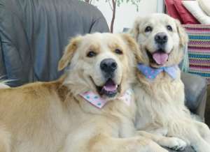 With the other Golden Retrever