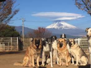 Therapy Dogs