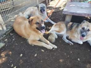 Ace (left), Bal (top), Mine (right)