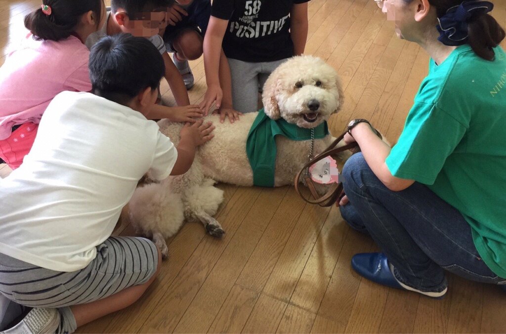 Stray Dogs become "Therapy Dogs"