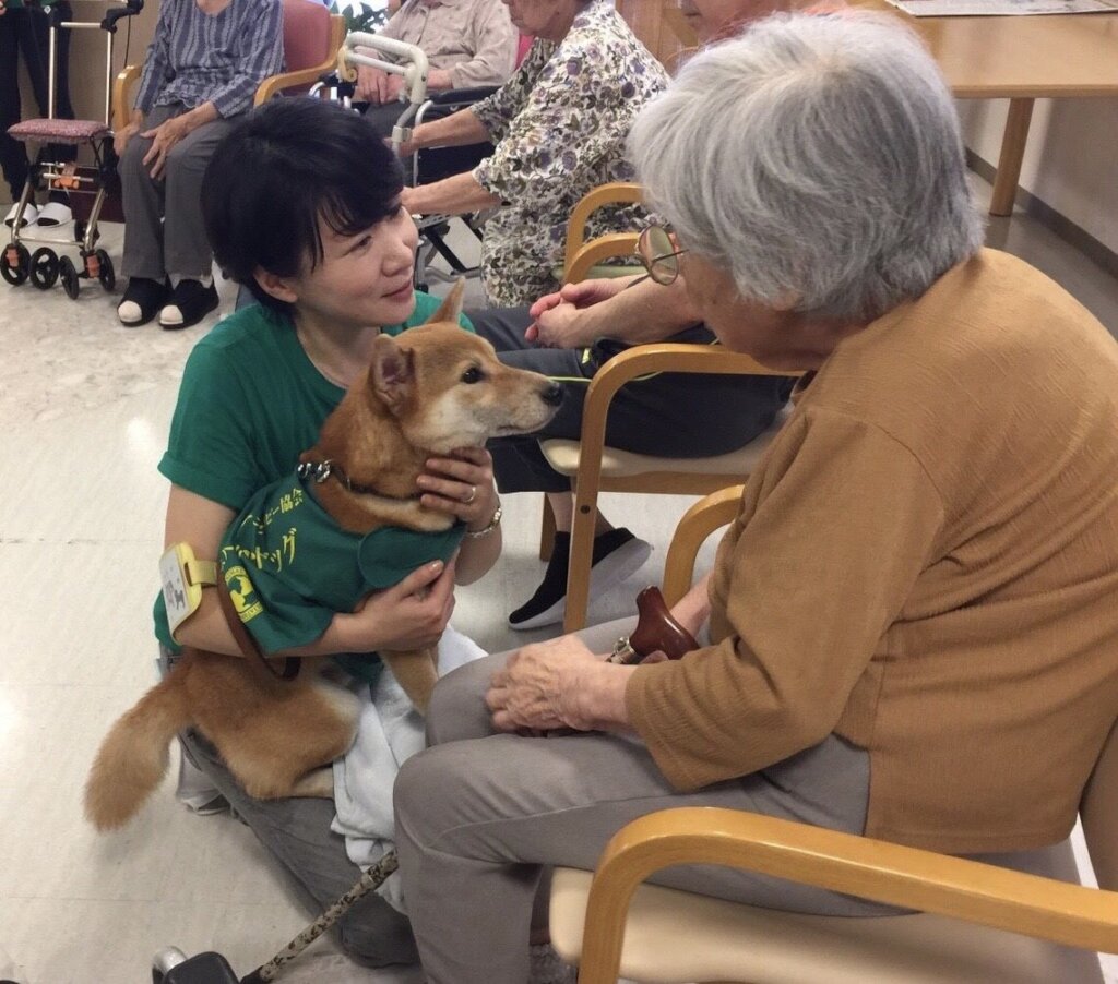 Stray Dogs become "Therapy Dogs"