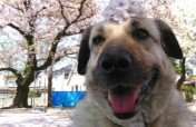 Stray Dogs become "Therapy Dogs"