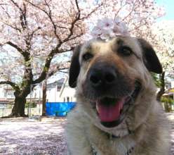 Stray Dogs become "Therapy Dogs"