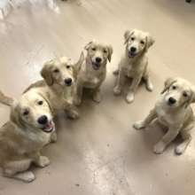 puppies