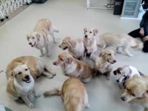 Puppies