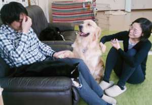 Great Therapy Dog