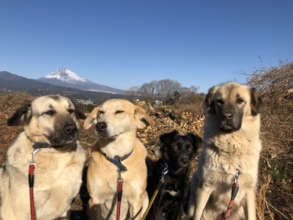 Tarcin with Tilki and Balkiz in Fuji village