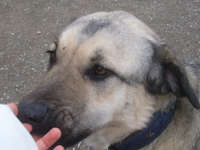 Tarcin was hybrid dog with Kangal dog blood.