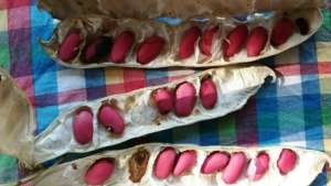 Home grown beans