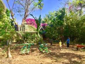 The garden looking beautiful green