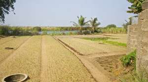So many wells to support current bucket irrigation