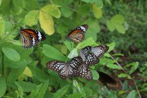 From 6 species of butterflies to 59!