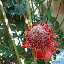 Red blooming flower in the Bolivian tropics