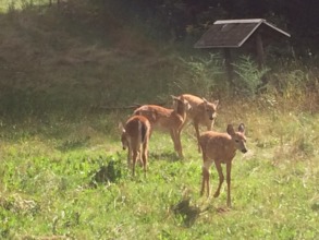 Everything is new the day the fawns arrive