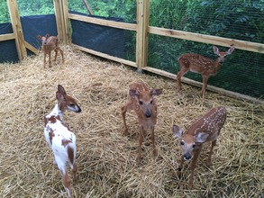Five of the fawns currently in care