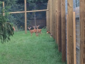 Weeks later, the fawns are wary