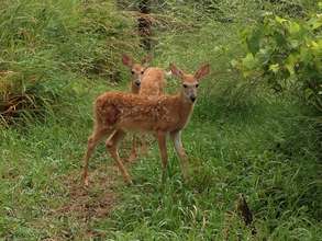 Growing fawns