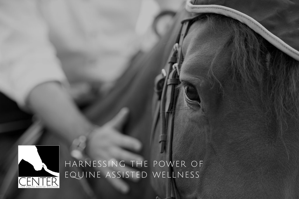 Help Harness The Power Of Equine Assisted Wellness