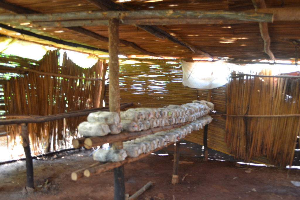 Mushroom project expansion for women in Uganda.