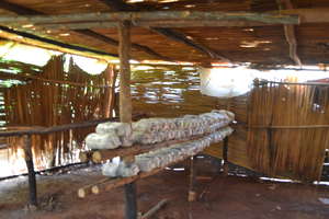 Oyster mushrooms growing in shelter