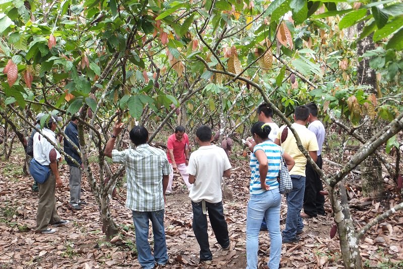 Forests for the most endangered primate in Peru