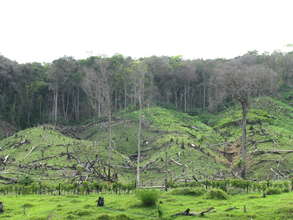 Deforestation in San Martin