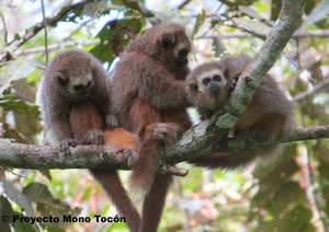 San Martin titi monkey