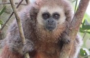 Forests for the most endangered primate in Peru