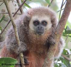 Forests for the most endangered primate in Peru