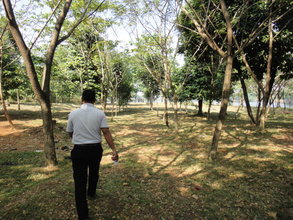 Planted trees all grown up