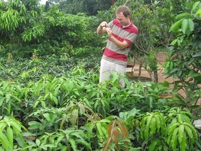Trees cultivation in Bogor