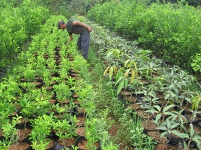 Trees cultivation in Bogor