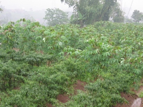 Trees cultivation in Bandung
