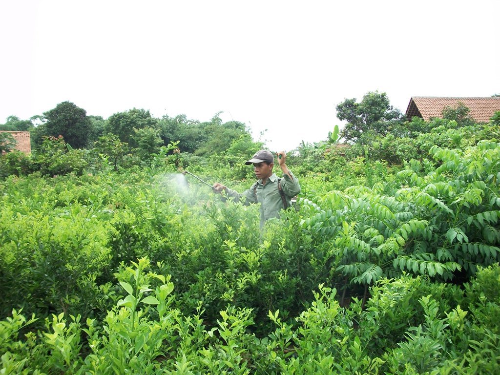 Reports on Trees Cultivation to lessen impact Global 
