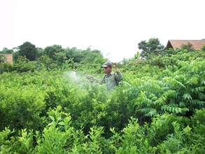 Reforestation indonesia