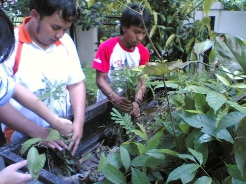 Trees Cultivation to lessen impact Global Warming